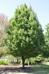 Acer rubrum 'Karpick' — photo 3